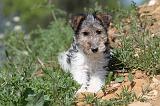 FOX TERRIER 233